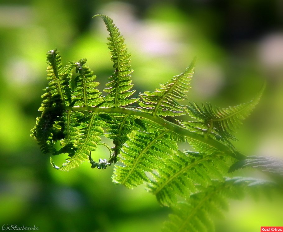 Папоротник мозаика