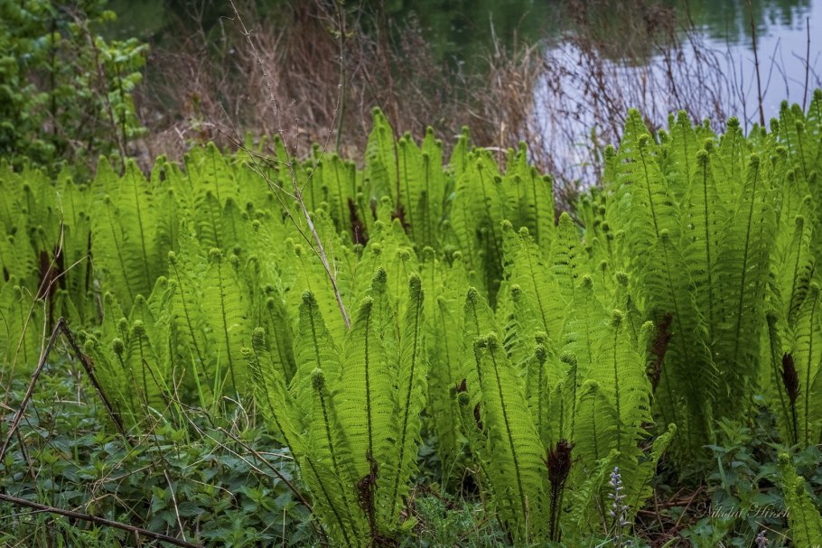 Папоротник орляк