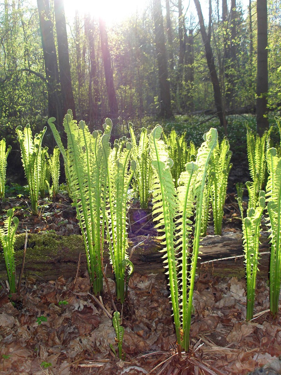Лесной папоротник страусник