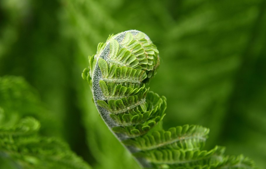 Роголистный папоротник