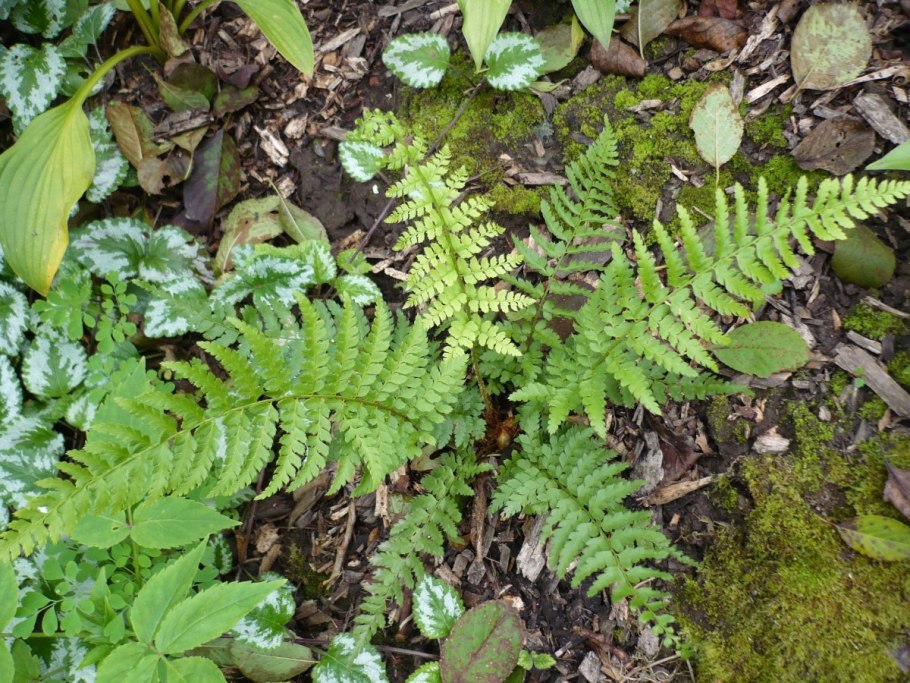 Страусник обыкновенный