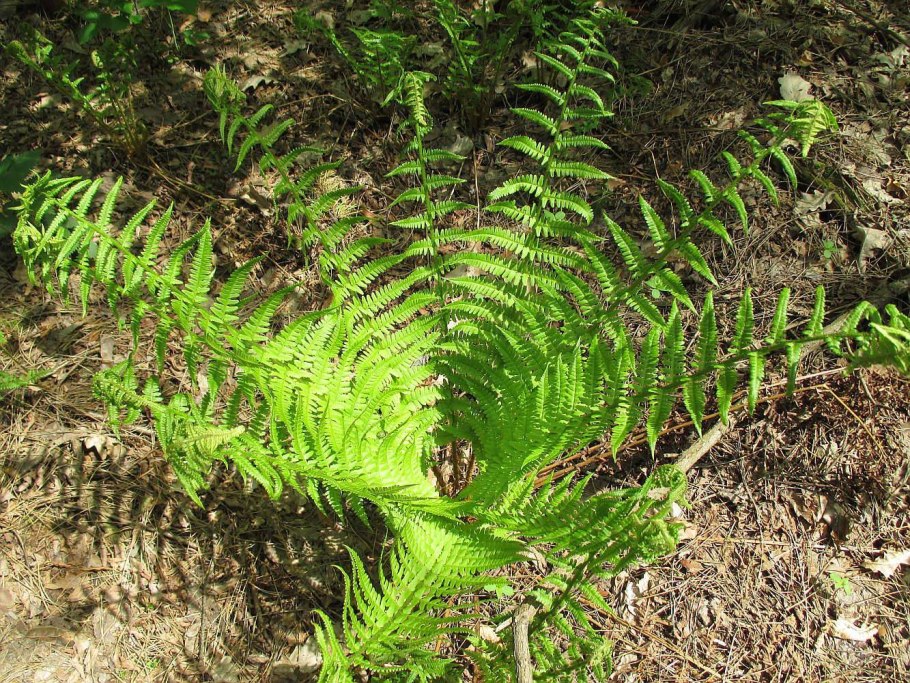 Папоротник у воды