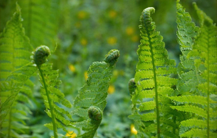 Папоротник орляк и страусник