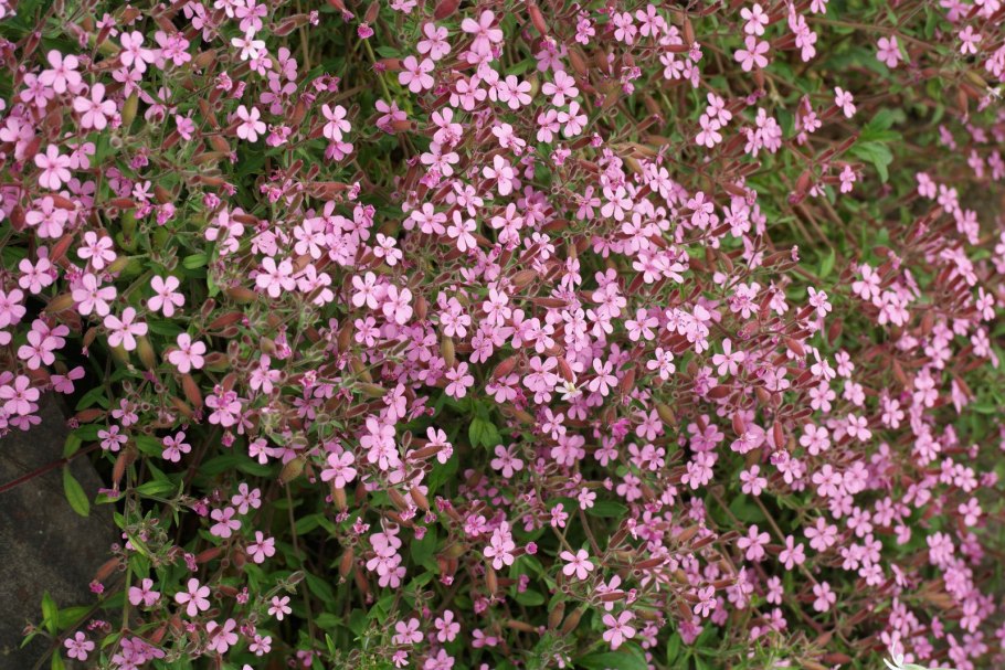 Мыльнянка базиликолистная