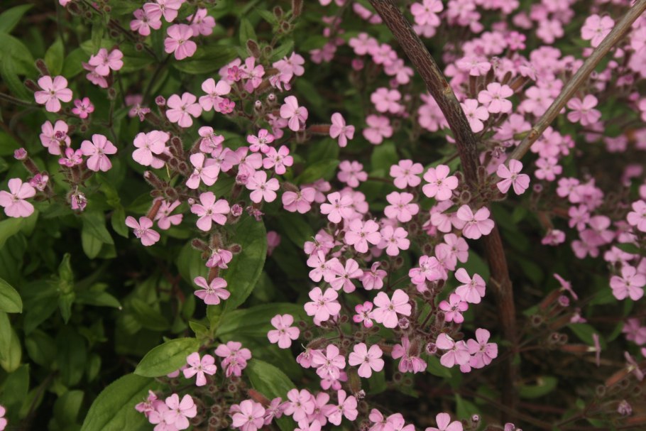 Мыльнянка обыкновенная