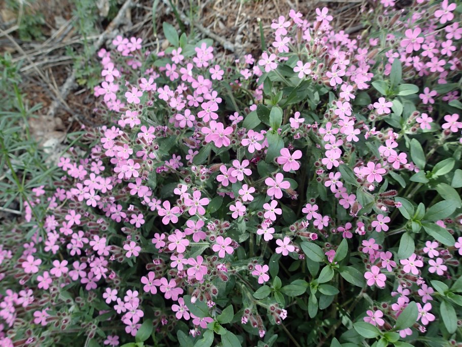 Мыльнянка обыкновенная