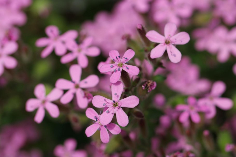 Растение мыльнянка