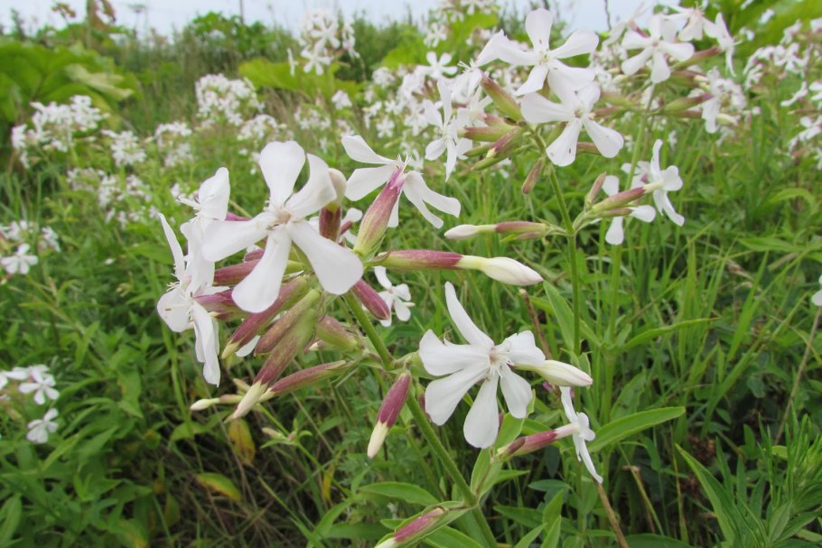 Сапонария мыльнянка