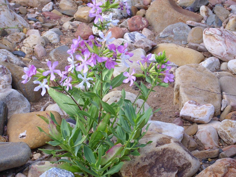 Мыльнянка базиликолистная