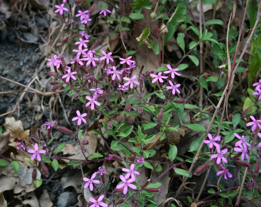 Мыльнянка красная