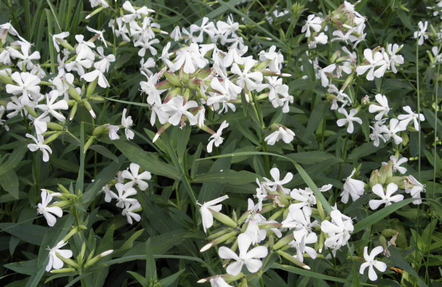 Мыльнянка базиликолистная Лунная пыль