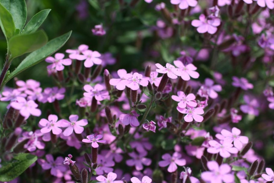 Мыльнянка сапонария базиликолистная