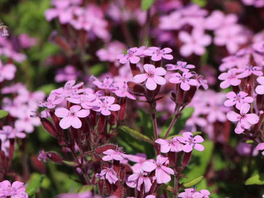 Мыльнянка обыкновенная