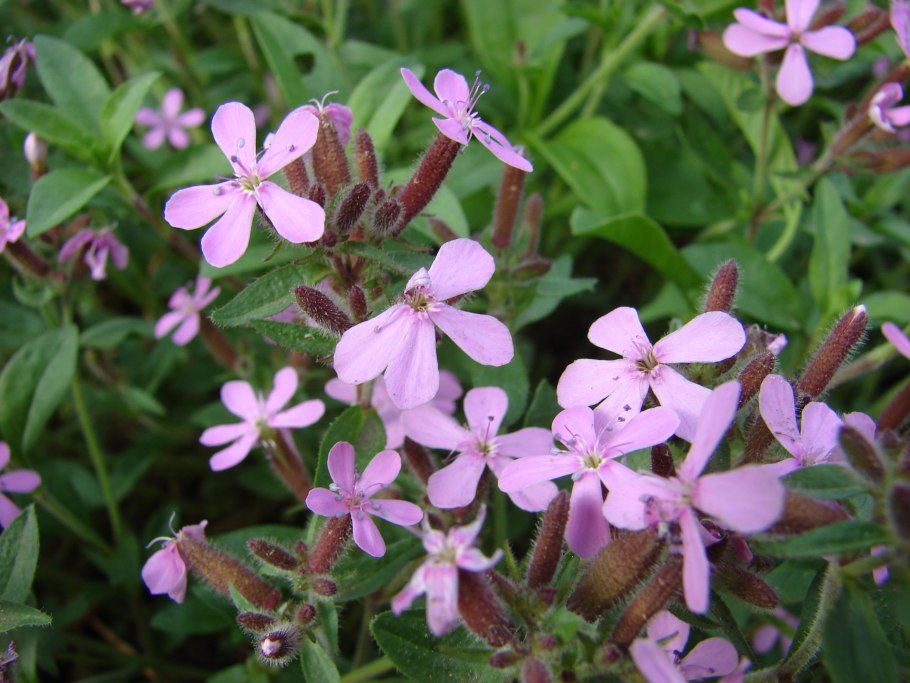 Сапонария мыльнянка