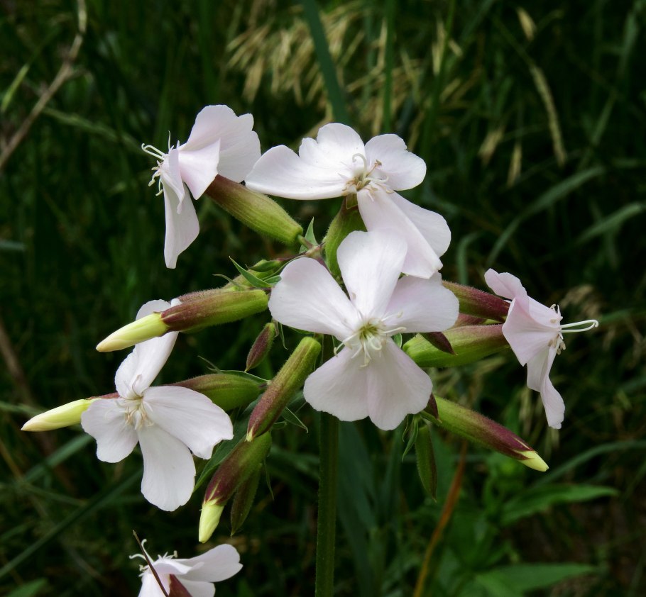 Мыльнянка Saponaria