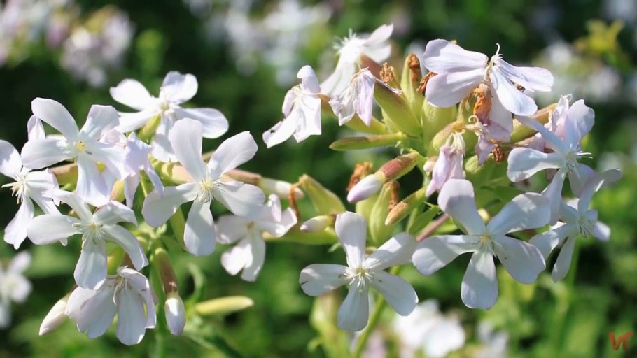 Сапонария мыльнянка