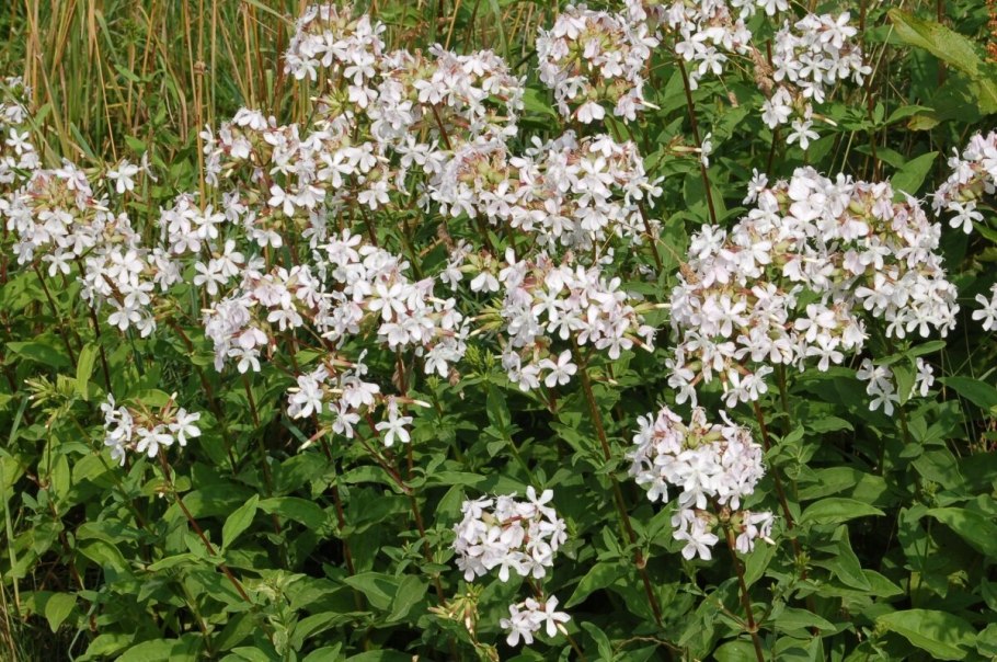 Сапонария Камилла розовая