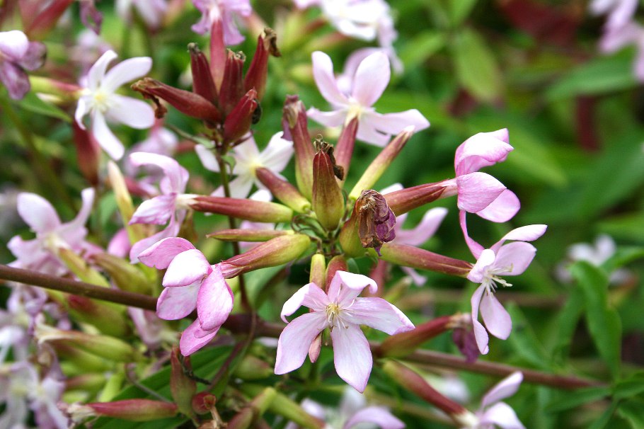 Сапонария мыльнянка