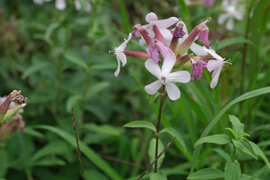 Сапонария мыльнянка
