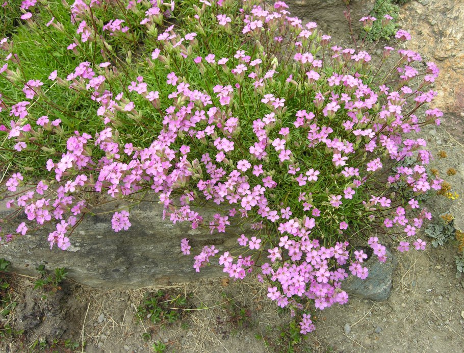 Сапонария базиликолистная