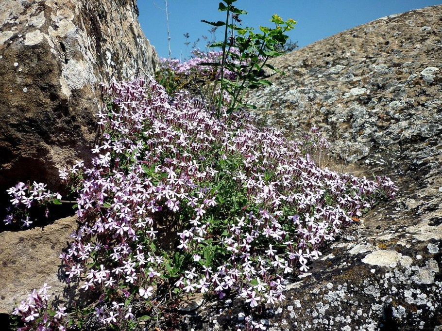 Мыльнянка 'Bressingham'