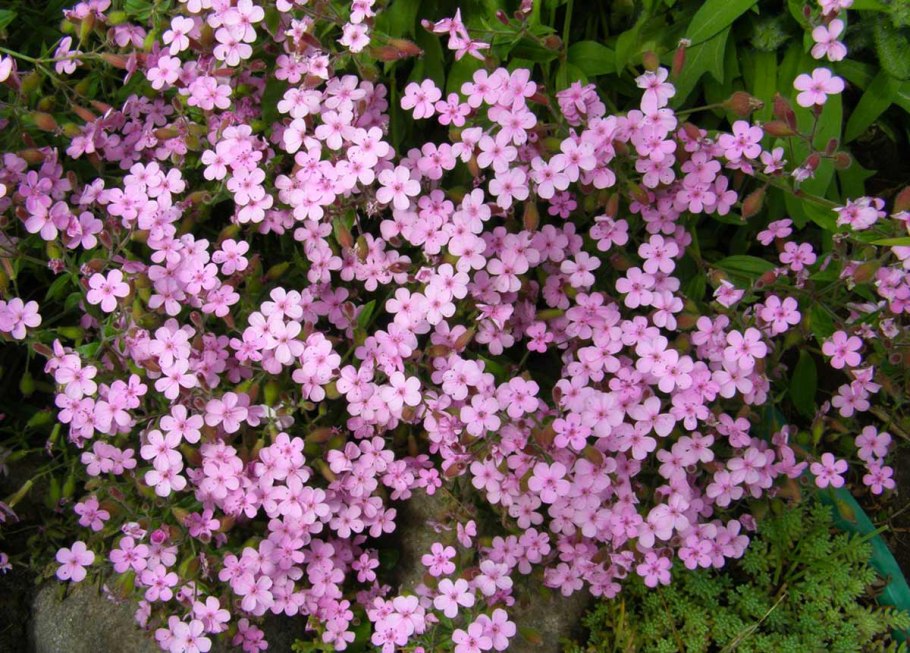 Мыльнянка обыкновенная