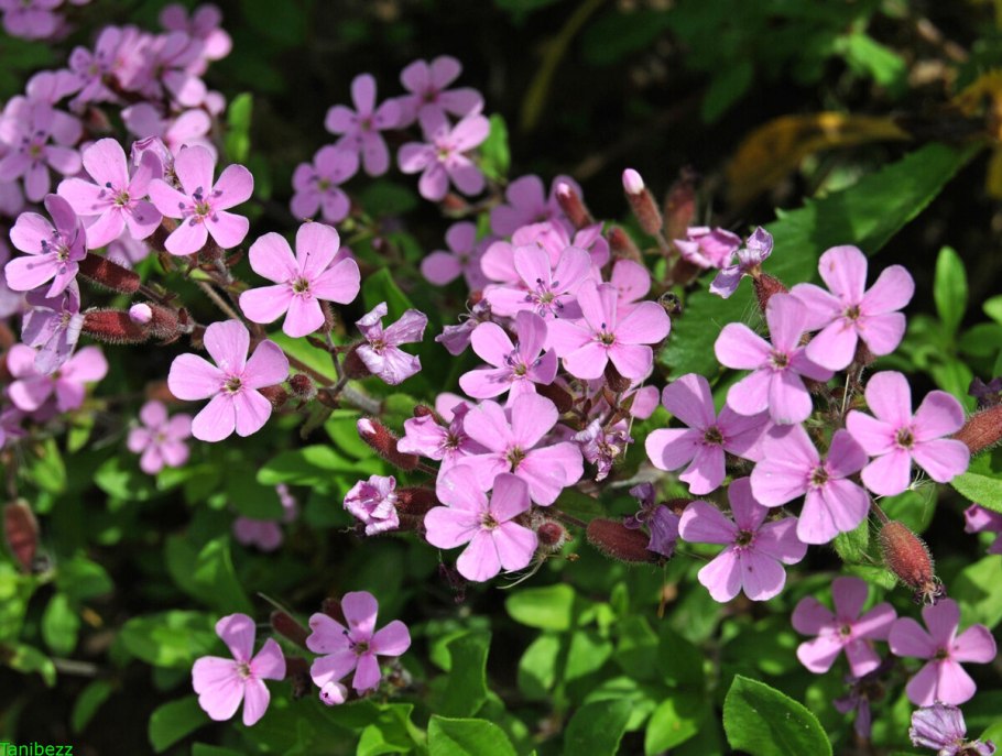 Сапонария базиликолистная