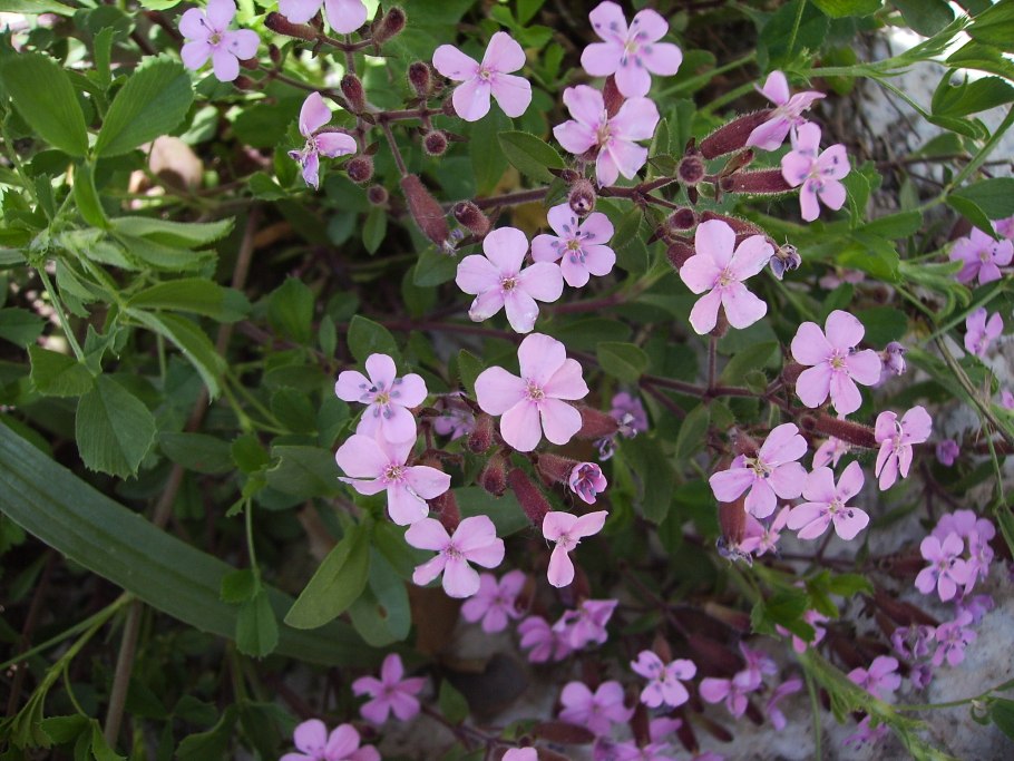 Мыльнянка ползучая