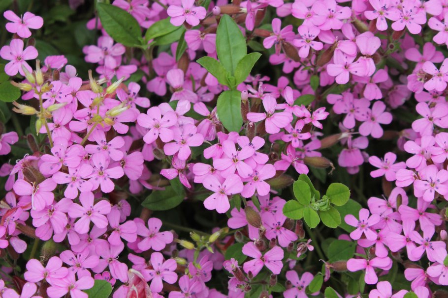 Мыльнянка сапонария базиликолистная