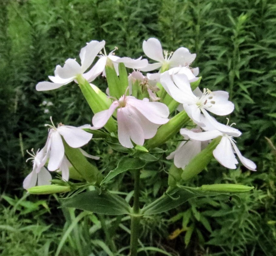 Мыльнянка розовая