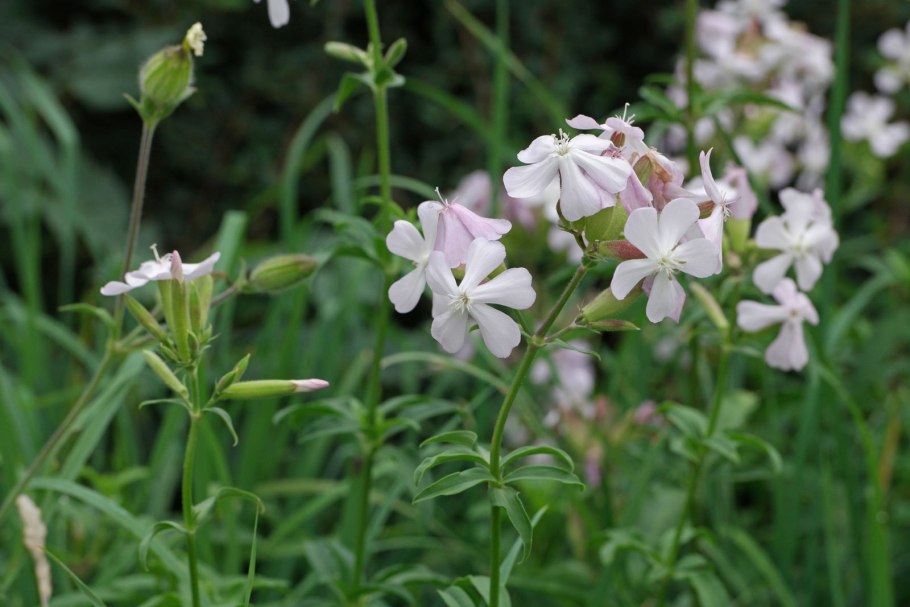 Трава мыльнянка