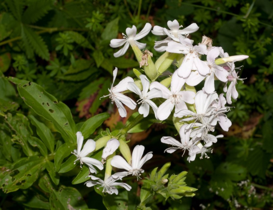 Мыльнянка лекарственная