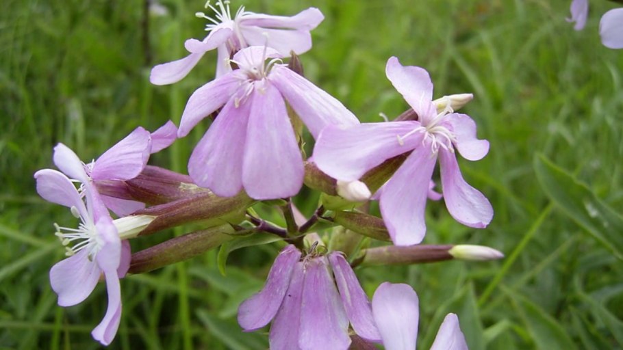 Мыльнянка (Saponaria) ocymoides