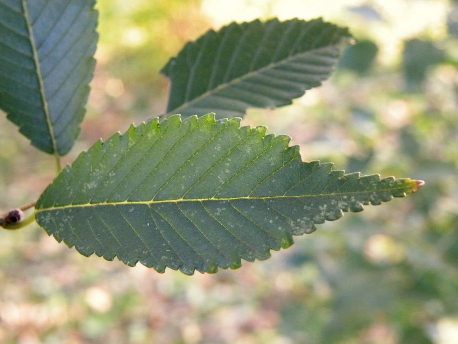 Вяз приземистый Ulmus pumila