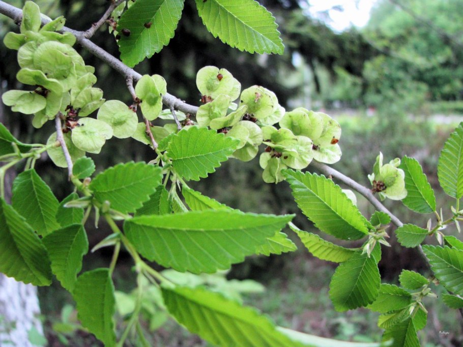 Вяз приземистый Ulmus pumila