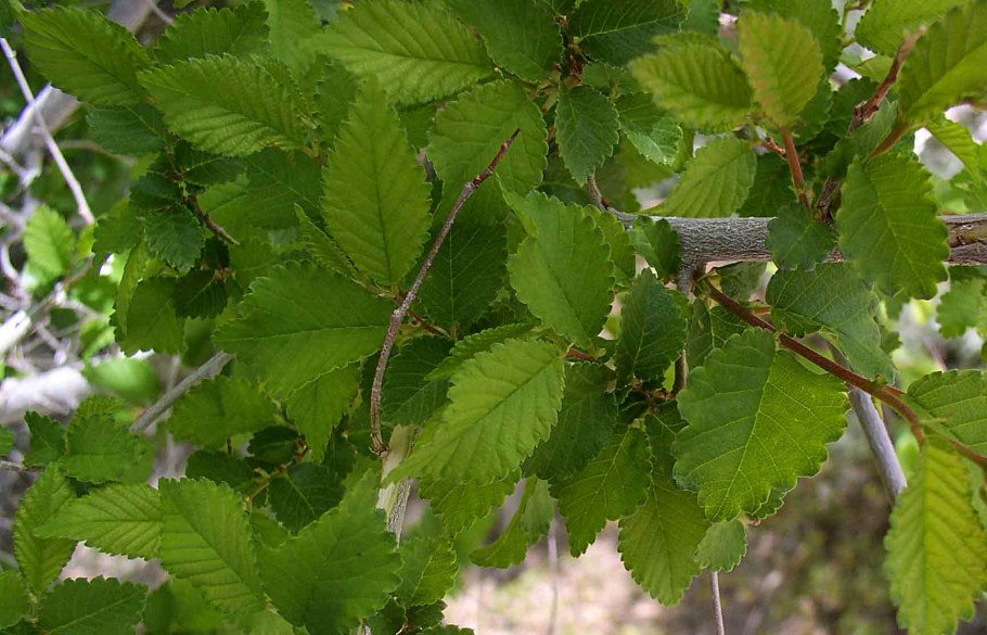 Вяз крупноплодный (Ulmus тасrосаrра)