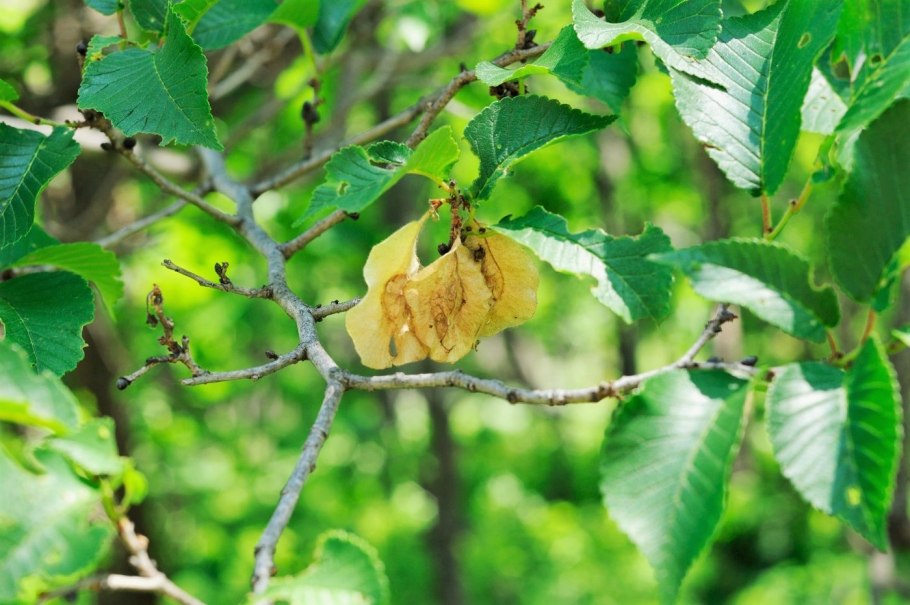 Вяз приземистый Ulmus pumila