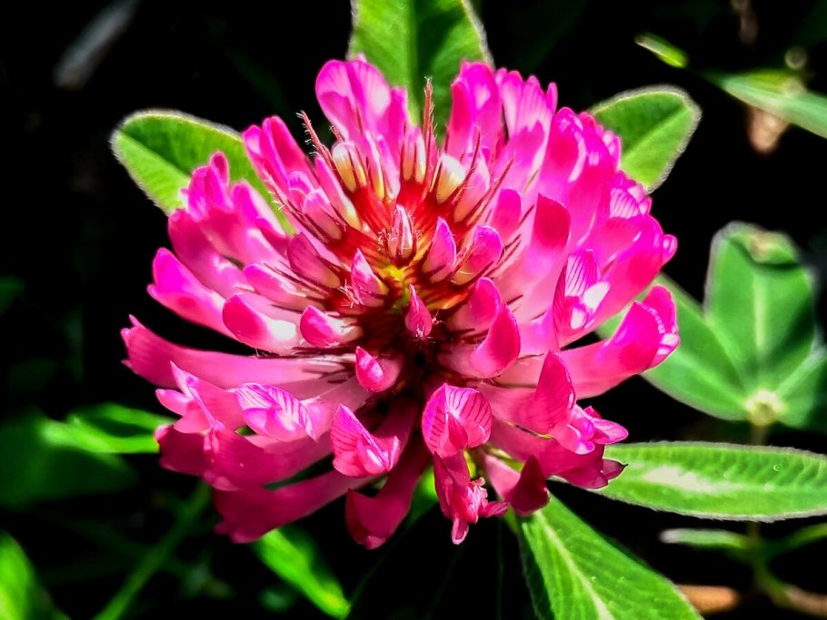 Клевер гибридный розовый