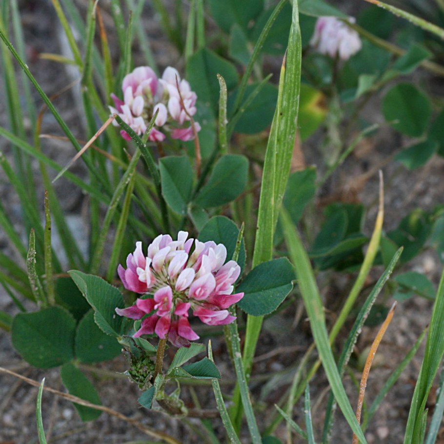 Клевер гибридный (Trifolium hybridum)