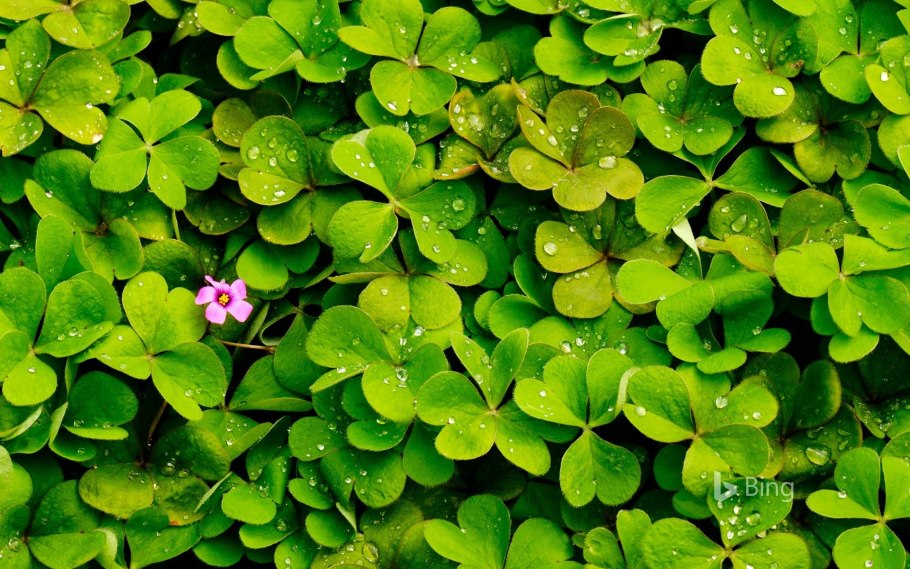 Клевер гибридный