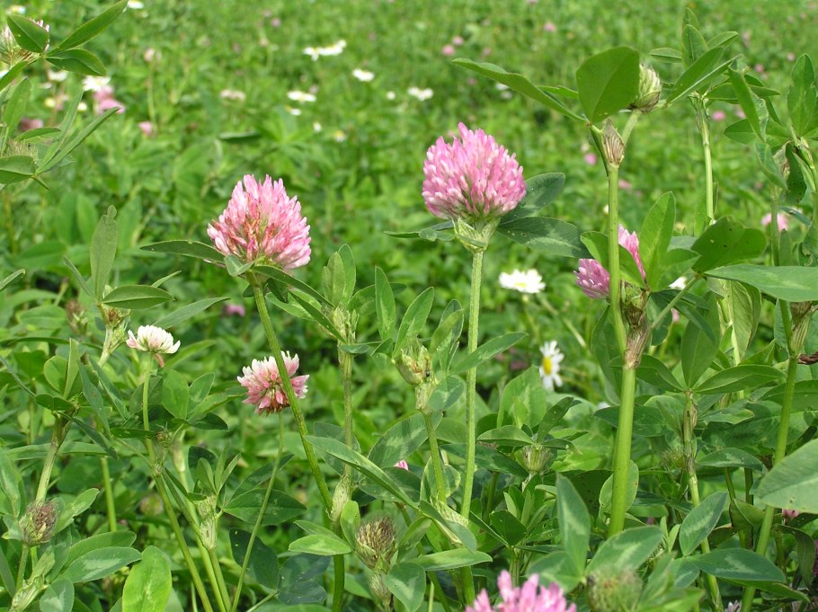 Клевер Луговой трехлистный