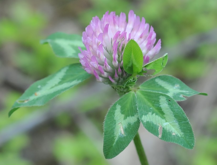 Клевер гибридный (Trifolium hybridum)