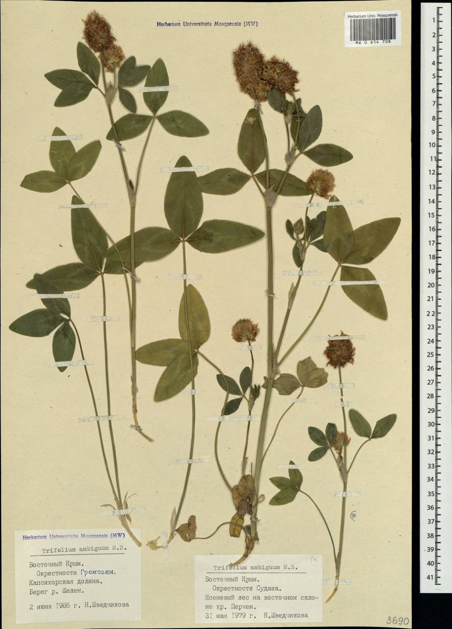 Клевер Луговой сходный