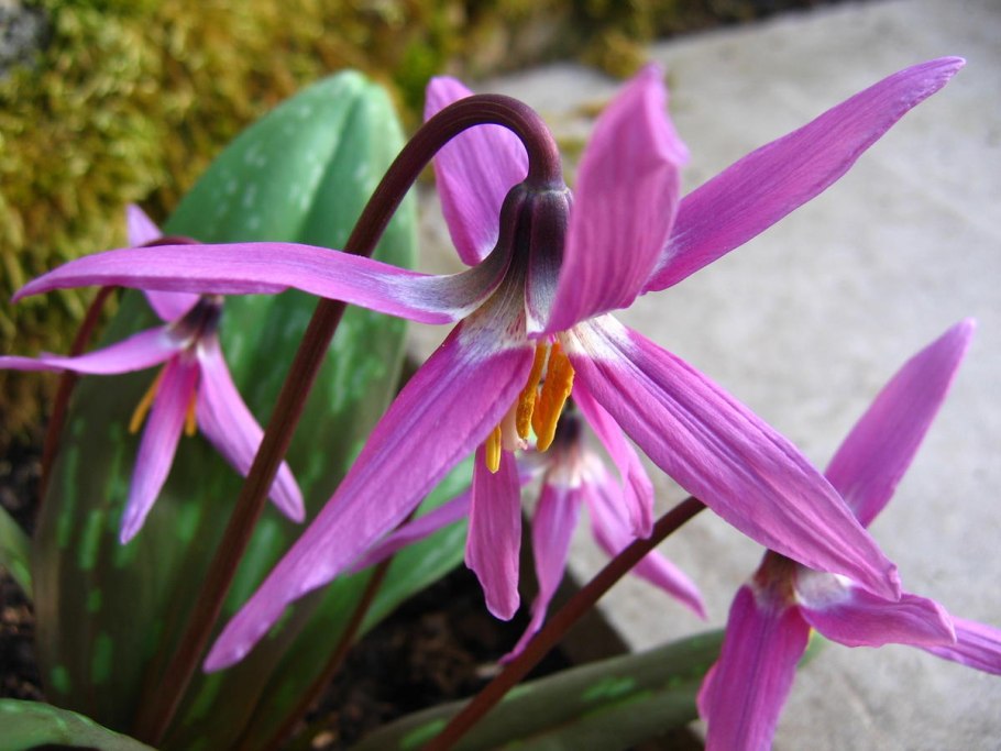 Кандык Сибирский ( Erythronium sibiricum).