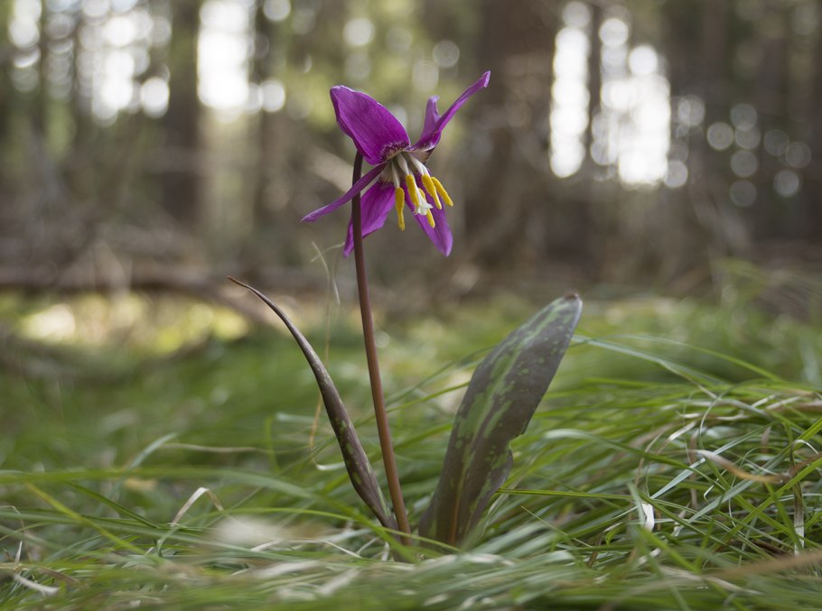 Кандык Сибирский ( Erythronium sibiricum).