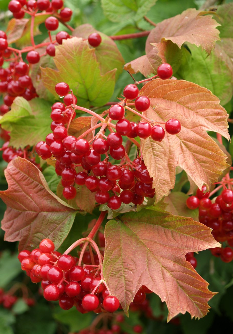 Калина обыкновенная Шукшинская