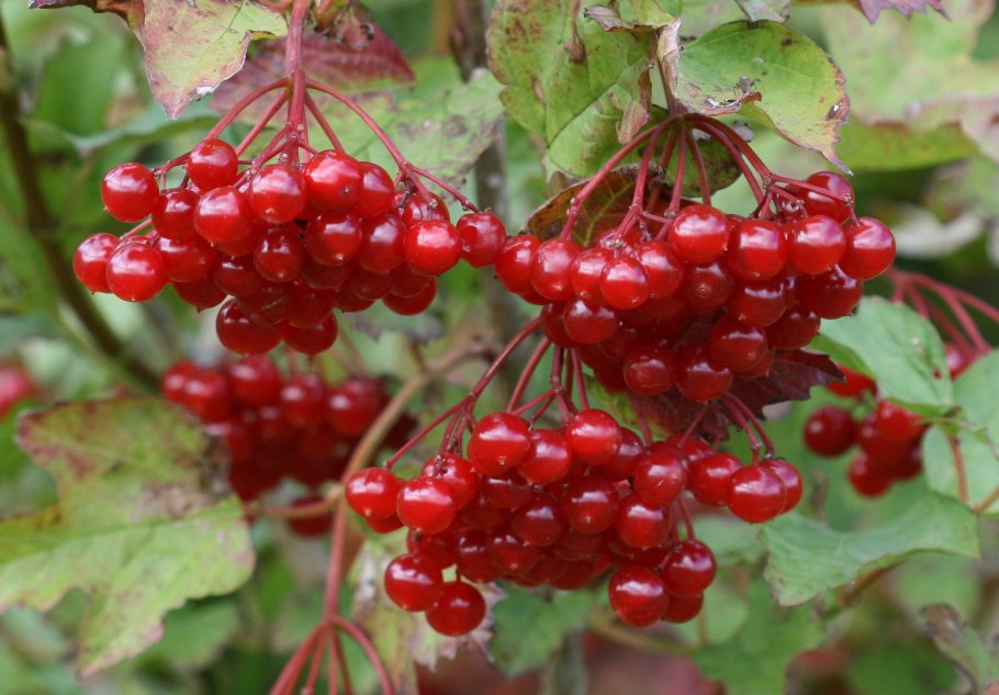 Калина гордовина ягоды