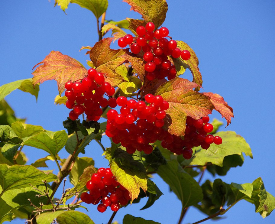 Калина она съедобная