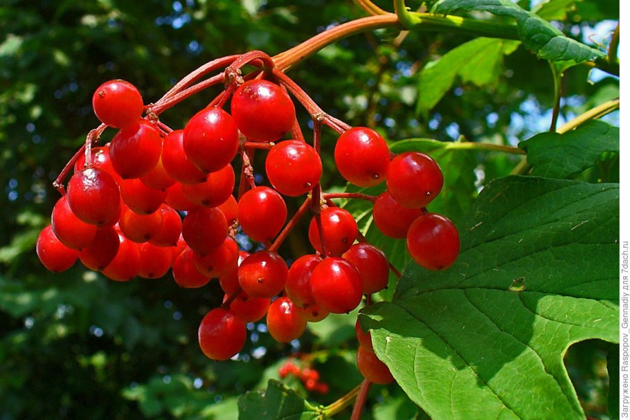 Калина (Viburnum)