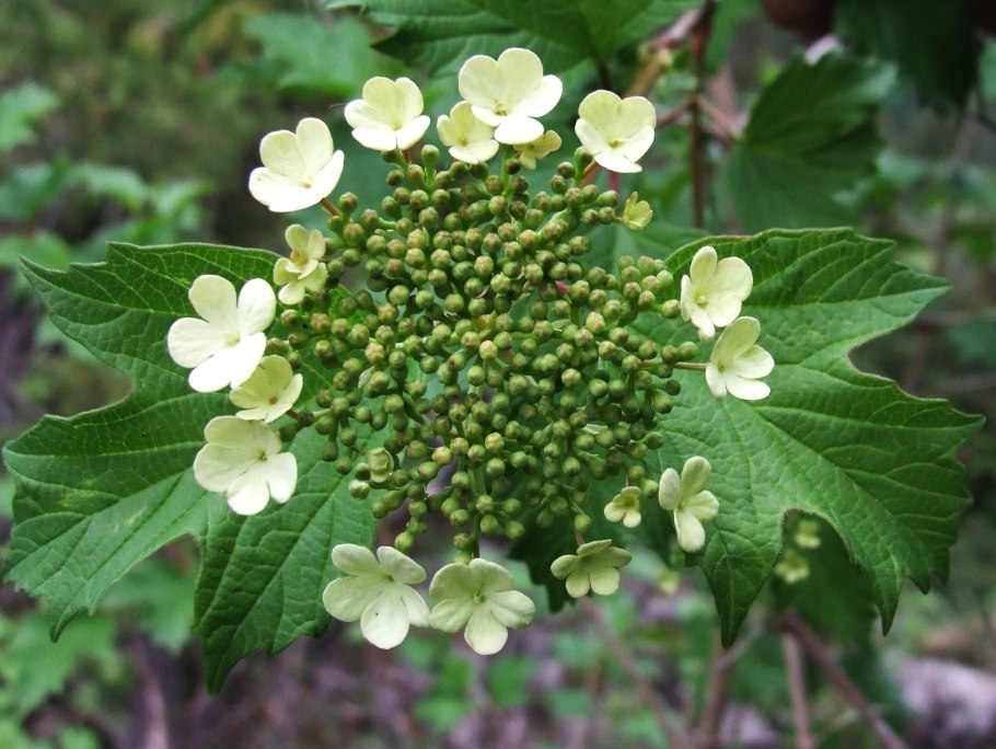 Калина обыкновенная Viburnum opulus